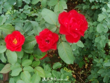 藤本月季在个性布置中很常见，它的移栽定植是什么？