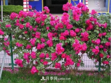 藤本月季小苗怎么修剪，藤本月季的修剪和牵引方法