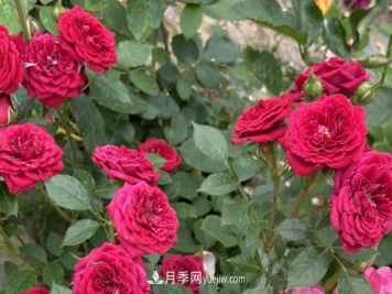 掌握好这3点，月季花才能开更多的花