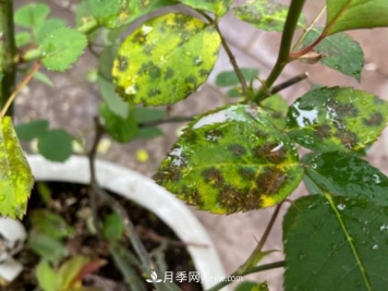 月季害怕的病虫害有什么症状，你知道吗？