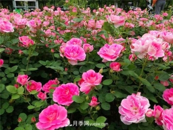 蔷薇的盆栽种植技巧及种植技术全面分享，包含月季
