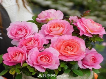 推荐4种微型月季，植株矮小花量大，专为阳台而生，值得拥有！