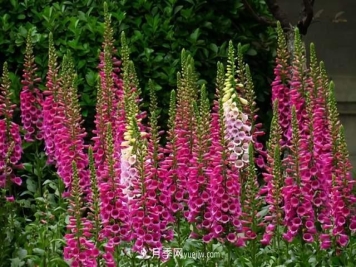 6种宿根花卉，好看好养，观赏性强绿化带很常见