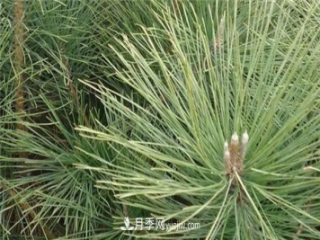 南阳黑松和油松的具体区别