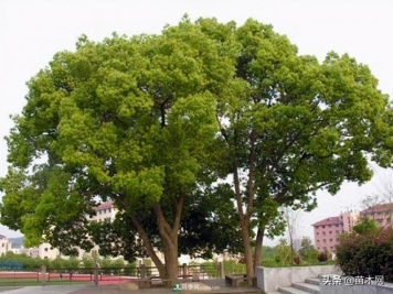 全冠香樟、切杆香樟、骨架香樟有什么区别