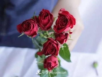 多头玫瑰应该怎么养护？