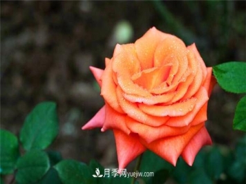 欧月月季和月季花的区别是什么？