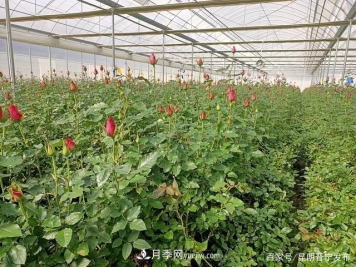 昆明市晋宁区种出绿色环保高品质花卉