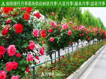 不同季节的月季花，上肥时刻也略有差异