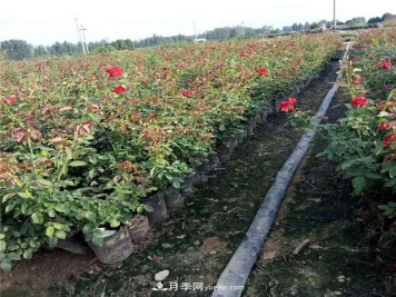 盆栽月季花如何养护
