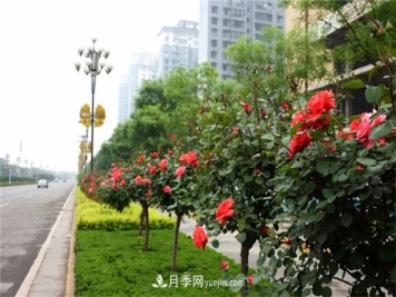 冬季常绿的绿化苗木有哪些？