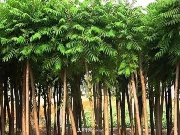 2021年楸树需求量将爆发式增长，苗木人可占据商机