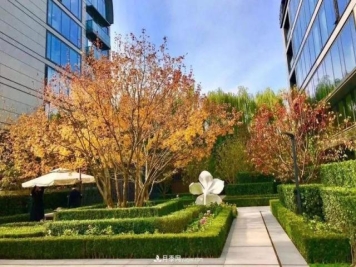 2020年火爆的丛生树，2021年还会火下去吗？