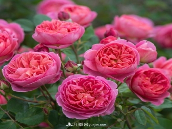 热销的8种灌木月季品种，没养的都后悔了