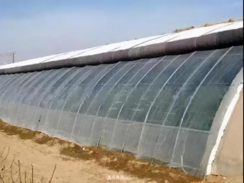 月季越冬大棚雨雪天管理有妙招