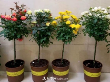 棒棒糖月季树你见过没，“口味”众多，颜值高得过分