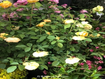 14个月季品种推荐，看一眼就中毒