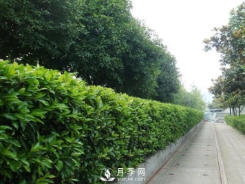 冬青与黄杨区别，冬青与黄杨有什么不同