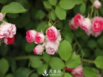 这些高清月季美图 别说你已经有了