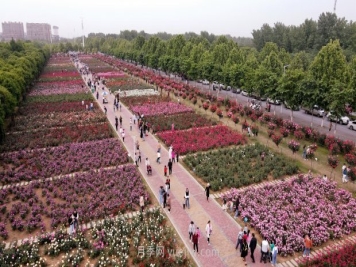 玉润花香织锦绣——中国·第十二届南阳月季花会综述