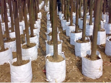 月季植树袋美植袋耐用吗？寿命多久？