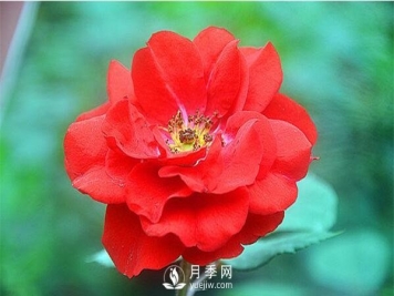 莫海姆月季的种植方法实用介绍