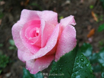 香水月季在春季修剪有哪些技术要求？