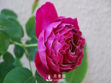 藤本月季品种推荐