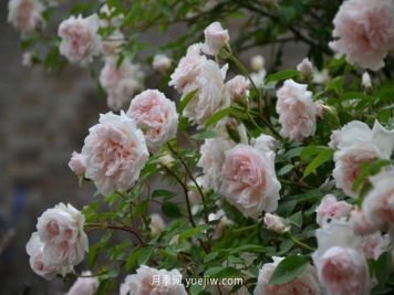 中国绯红茶香月季/屏东月季