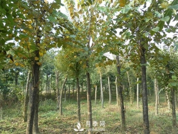 巨紫荆常见病虫害防治方法介绍