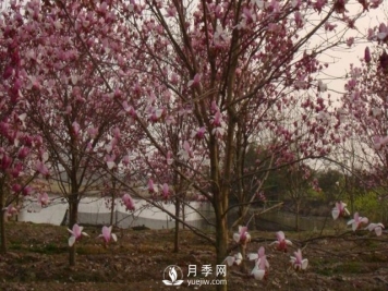 玉兰树幼苗移栽后要怎样管理？