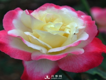 月季扦插有什么技巧？南阳月季告诉你