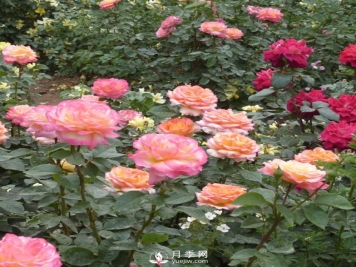 树状月季开花少的原因是什么？南阳月季告诉你