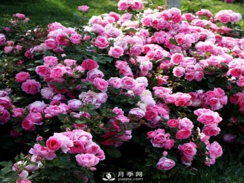 月季的繁殖方式有哪些？南阳石桥月季告诉你