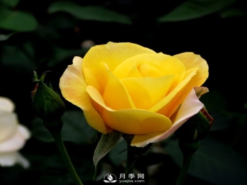 南阳月季批发商给大家浅谈微型月季的栽培与养护