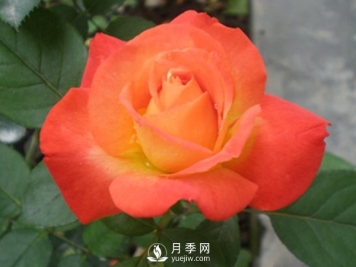 稀有花卉――树月季盆栽技能