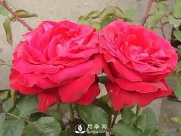 月季苗培养常识主要有哪些？