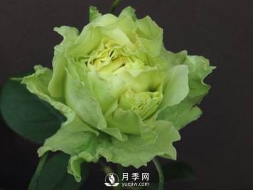 月季培养前的苗木管理技能