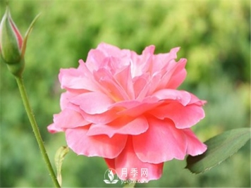 月季与玫瑰的区别(图集讲解)