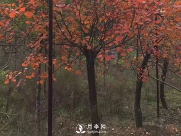 红叶石楠的移栽准备繁殖及病虫害防治栽培