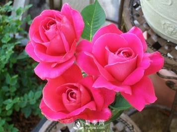 月季培养的整形修剪