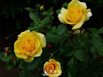 月季施硼肥促高产