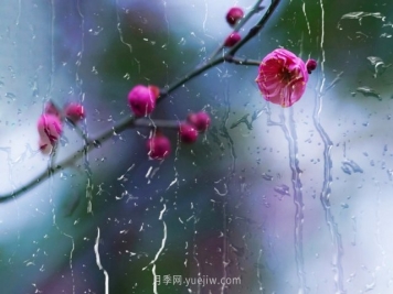 梅花的花语和象征意义