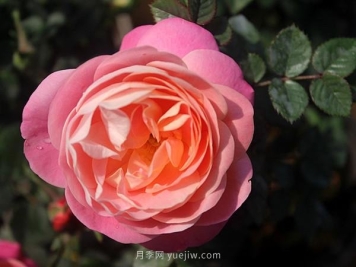 月季花败谢的比较快，是什么原因？