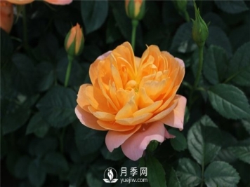 为什么月季新叶卷曲枯萎？月季新叶卷曲枯萎的原因？