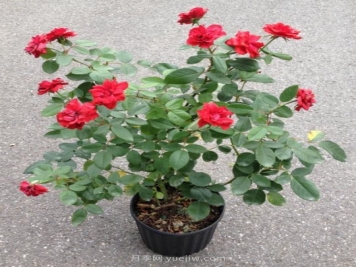 盆栽月季合适的花盆容器大概多大