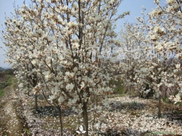 “白玉兰”与“白兰花”傻傻分不清楚