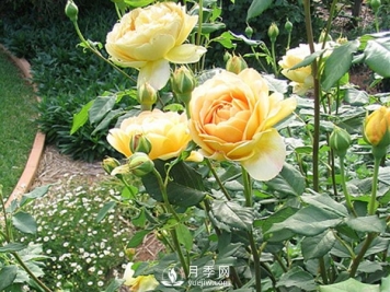 树状月季蚧壳虫的防治方法你知道吗？