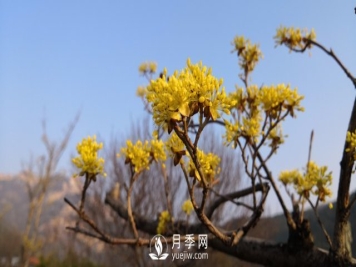 河南山茱萸有没有成为园林常用苗的实力？