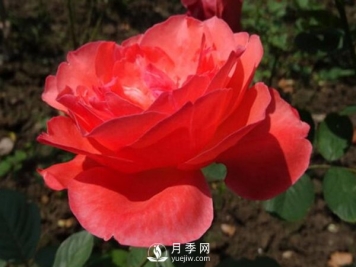 月季虽然喜光，但光线过强对花蕾发育不利！